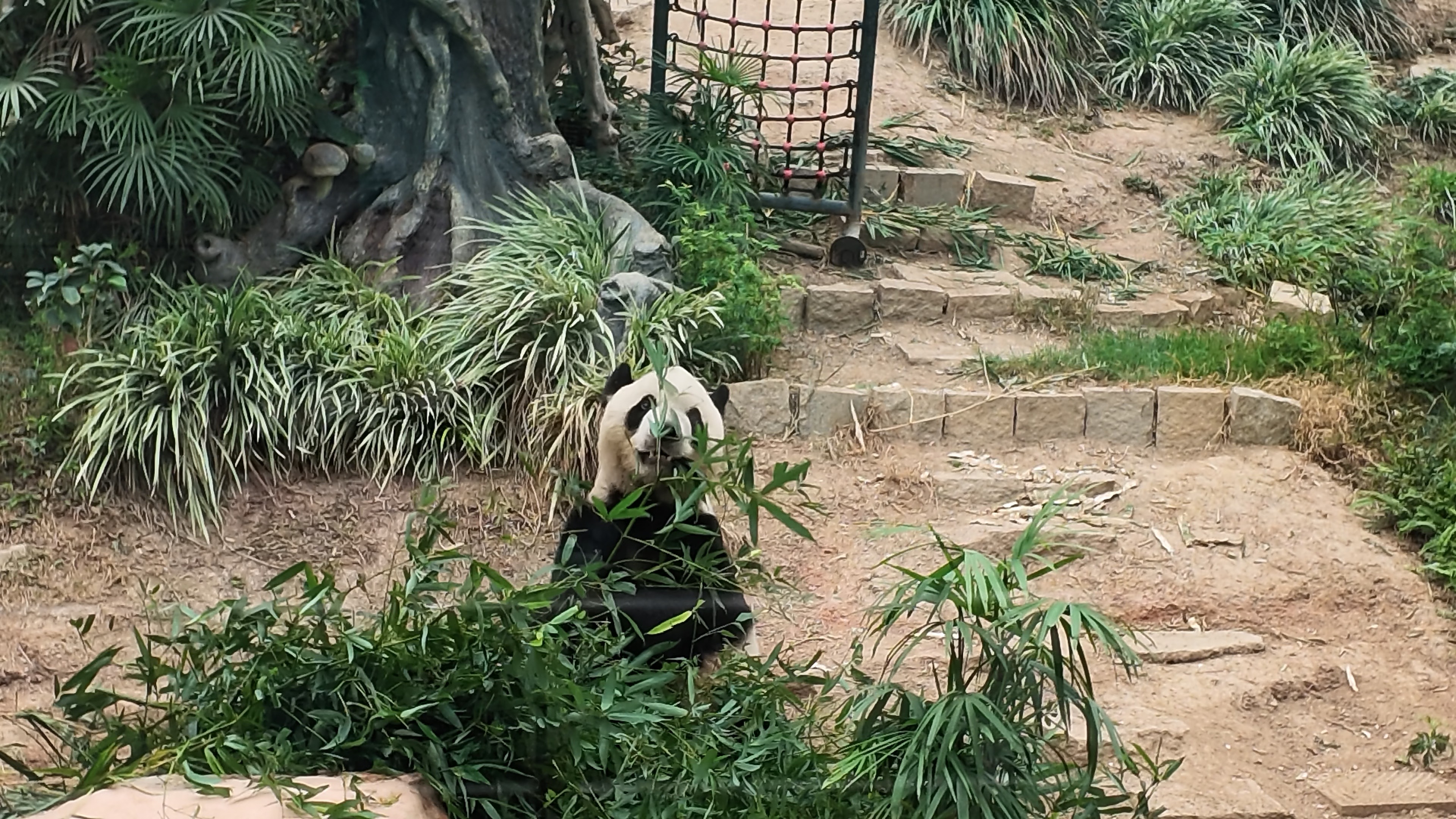熊貓吃竹子