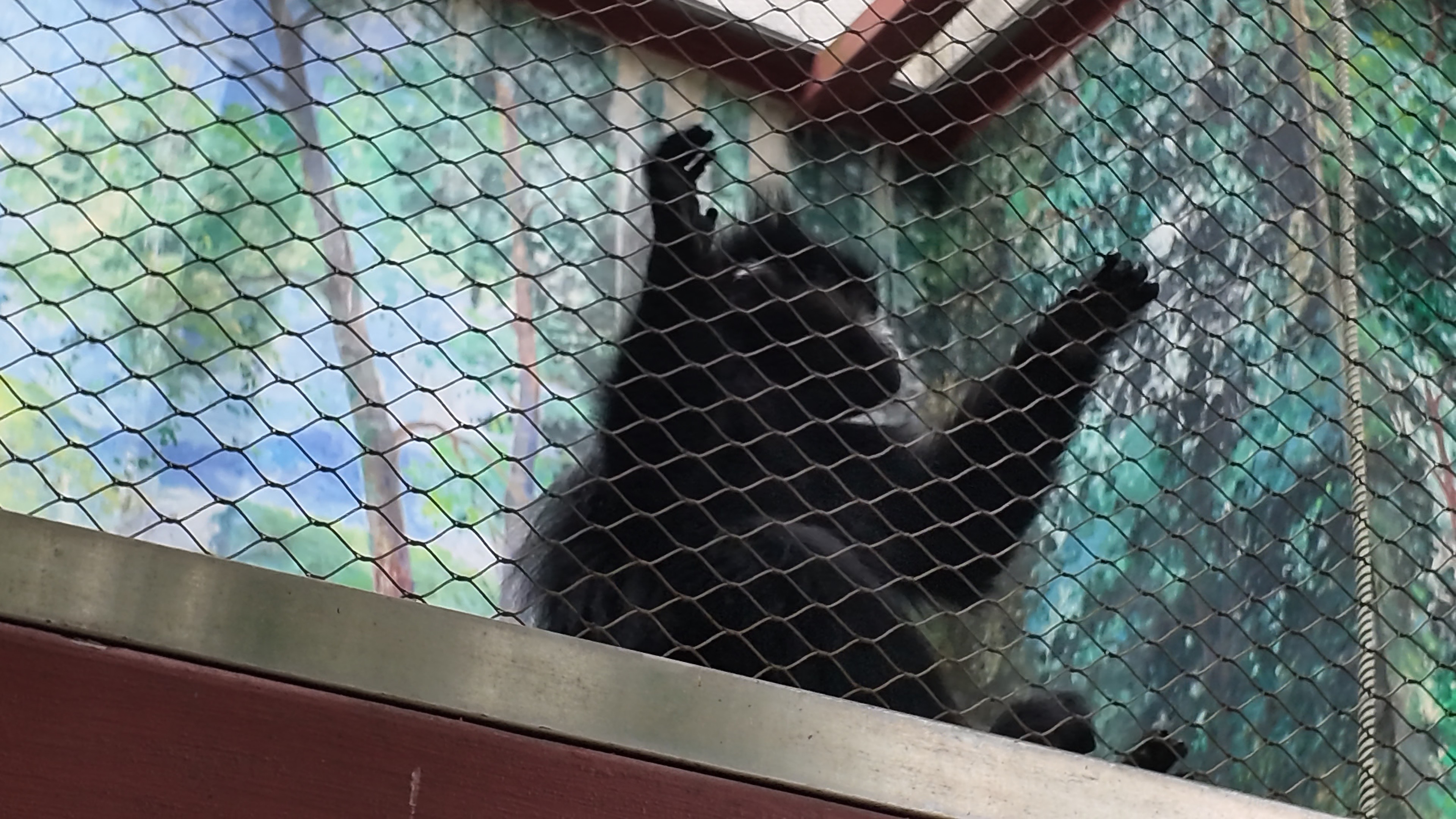 黑葉猴