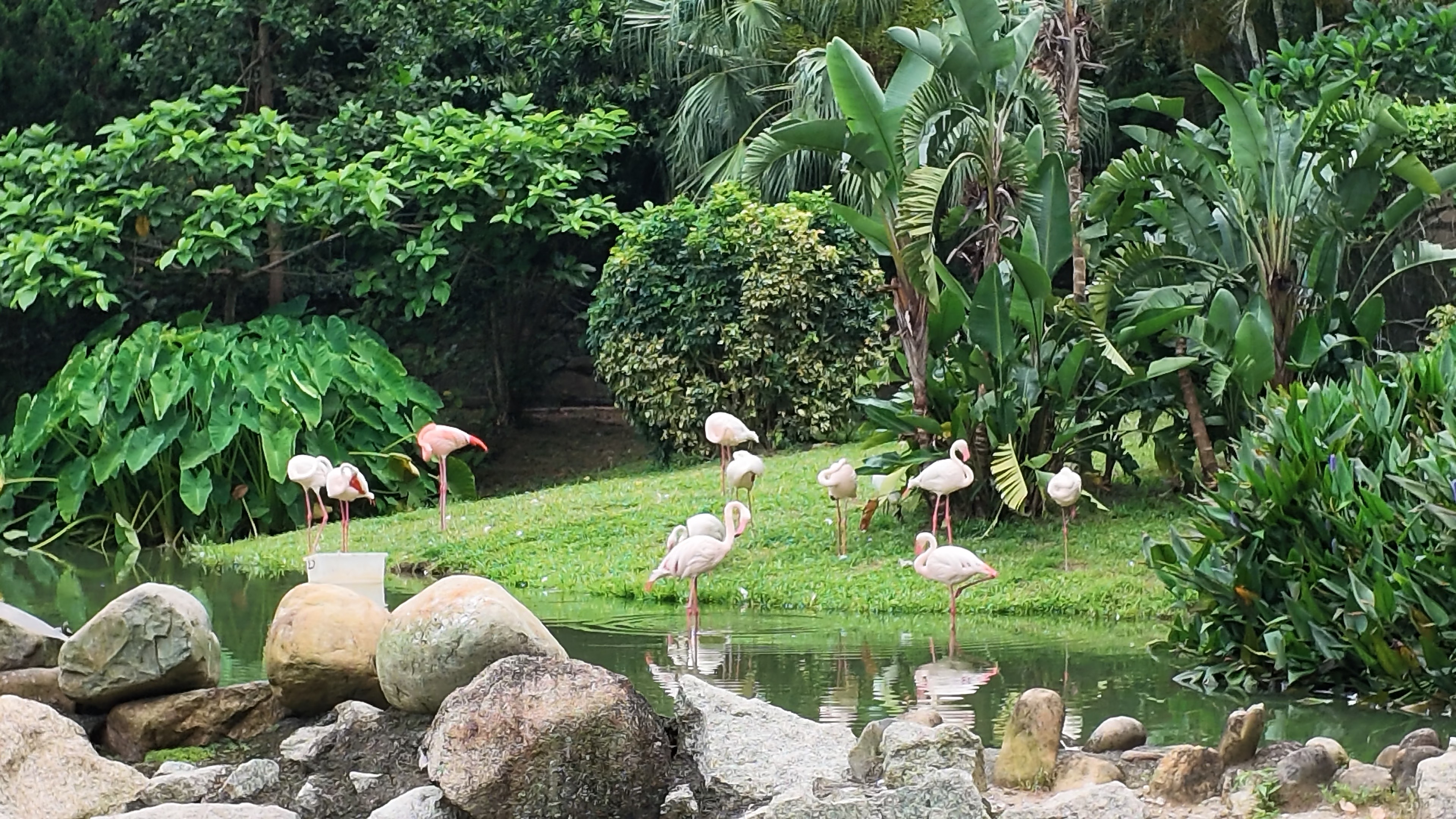 火烈鳥群